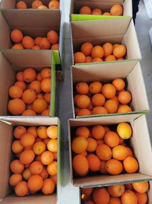 江西赣州兴国县赣南脐橙 品质与价格的黄金平衡