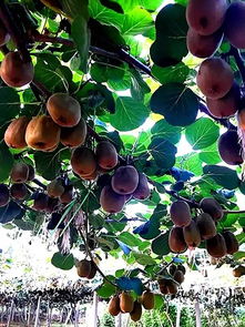 泉城果香，甜蜜邂逅 在济南开启你的鲜果之旅